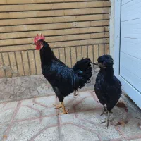 مرغ و خروس سیاه
