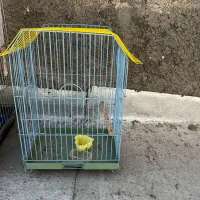 قفس|لوازم جانبی حیوانات|مشکین‌دشت, |دیوار