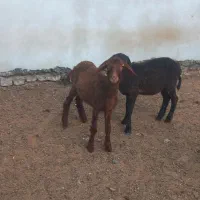 بره نر و ماده|حیوانات مزرعه|گرگان, |دیوار