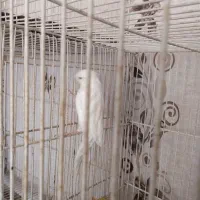 پرنده|پرنده|قوچان, |دیوار