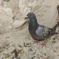 پلاکی|پرنده|مرودشت, پشت سایپا‎|دیوار