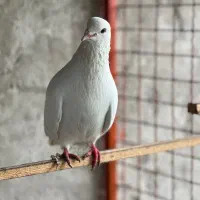 یک جفت کبوتر