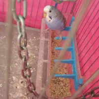 مرغ عشق جفت|پرنده|ری, حمزه‌آباد|دیوار