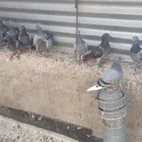 جوجه پلاکی