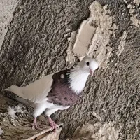 طوقی درجه یک|پرنده|کارون, |دیوار