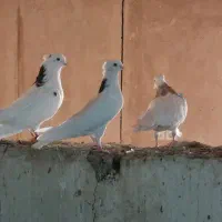 کبوتر|پرنده|کوزران, |دیوار