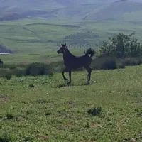 اسب زیبا|اسب و تجهیزات اسبسواری|اردل, |دیوار