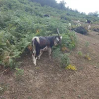 بز نر (گوسفند )
