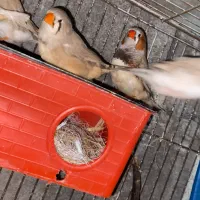 فنچ زبرا و فنچ کینگ