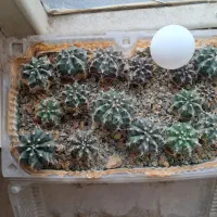 فروش تعدادی کاکتوس و گیاه
