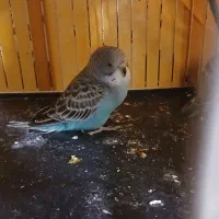 جوجه