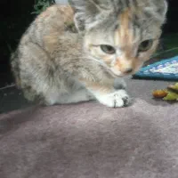 واگذاری بچه گربه ماده