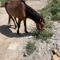 کره اسب نریان