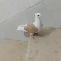 دوکت ماده نباتی