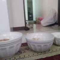 گلدان سرامیکی|گل و گیاه طبیعی|اهواز, نادری|دیوار