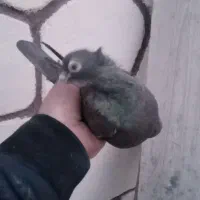 کبوتر ابی|پرنده|باسمنج, |دیوار