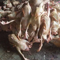 اوردگ محلی|حیوانات مزرعه|اسالم, |دیوار