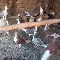 کفتر رنگی|پرنده|اصفهان, دستگرده|دیوار