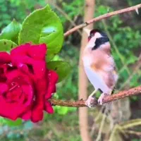 سهر معاوضه باقناری