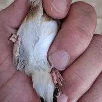 جوجه سهره قواردار درجه یک برای زنجان و کردستان
