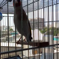 سهره نر قرص دهن دار