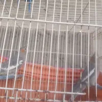 عروس هلندی ماده|پرنده|زاهدان, |دیوار