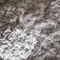 تخم پنبه دامی درجه1