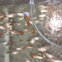 تایگر بارب و...|ماهی|قزوین, |دیوار