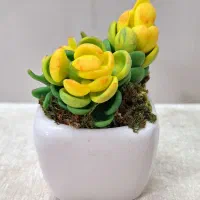 گلدون کاکتوس