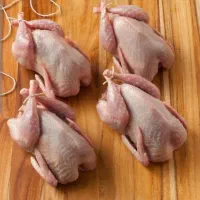 گوشت بلدرچین تازه