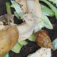 فروش حلزون به قیمت عمده