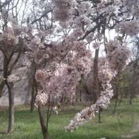 مانتوی دخترانه