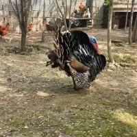 بوقلمون نر و ماده