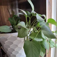 تعدادی گل طبیعی ویک عددویترین باقیمت توافقی