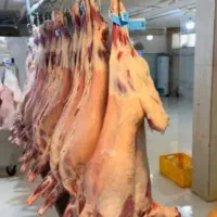 فروش گوسفند ارگانیک ارسال به کل تهران|حیوانات مزرعه|تهران, نیروی هوایی (پیروزی)|دیوار