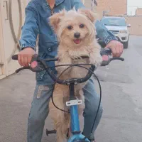 سگ دورگه اشپیتز پامر