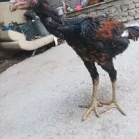 خروس  لاری اصل|حیوانات مزرعه|بناب, |دیوار