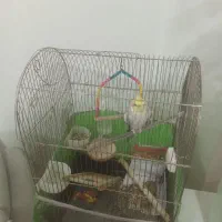 عروس هلندی|پرنده|بندرعباس, |دیوار