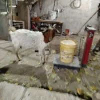 بز..|حیوانات مزرعه|کهک, |دیوار