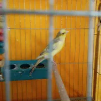 قناری ماده آماده