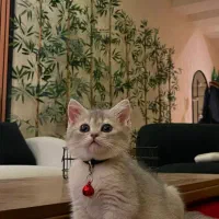 بریتیش گلدن بلو از پدر و مادر اورجینال
