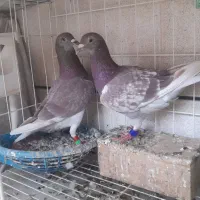 جفت سخیرچ جانتیلین زاغ ویگن