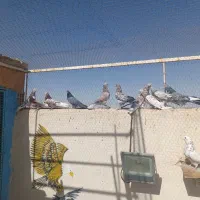 سرور ساعت سنگین|پرنده|مبارکه, |دیوار
