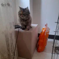 گربه پرشین|گربه|اشتهارد, |دیوار