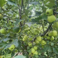 اجاره باغ سیب زردوقرمز اعلا
