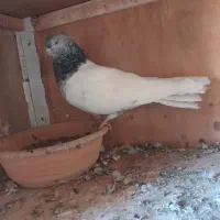 کفتر|پرنده|قم, حاج خلیل|دیوار