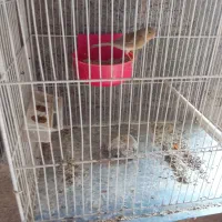 قناری|پرنده|نیشابور, مبارکه|دیوار