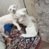 سک پاکوتا دوتا بفروش میرسد|سگ|زنجان, |دیوار