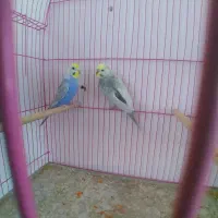 مرغ عشق رنگین کمانی|پرنده|خوی, |دیوار