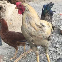 خروس ومرغ محلی